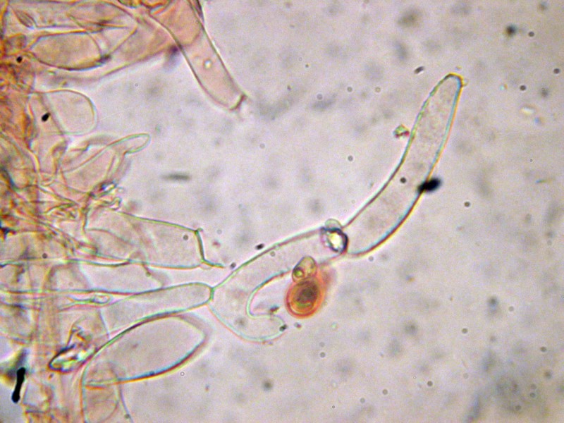 Tubaria sp. da determinare (cfr. Tubaria hiemalis)